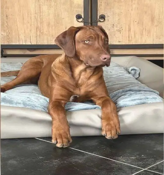 Rhodesian Ridgeback 5 Mon1 Hündin mit Papieren