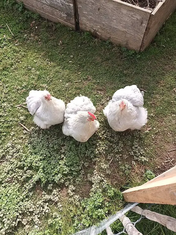 Zwei Zwerg-Cochin-Hühner, 1 Jahre alt