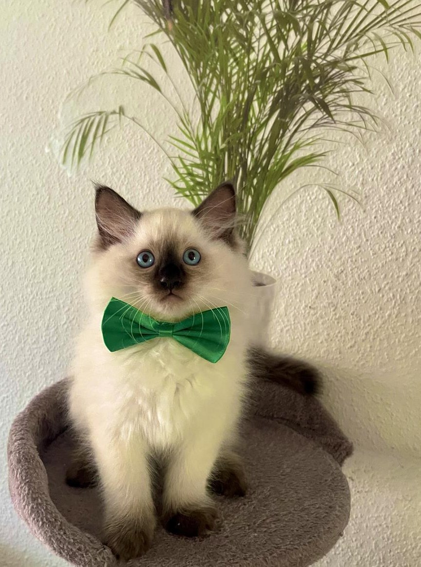 Reinrassige Ragdoll Kitten zu verkaufen