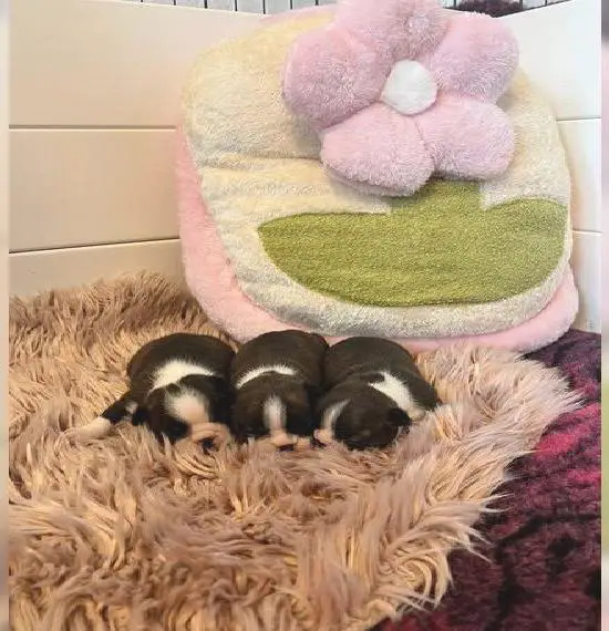 Boston Terrier Welpe mit Ahnentafel KfT/VDH