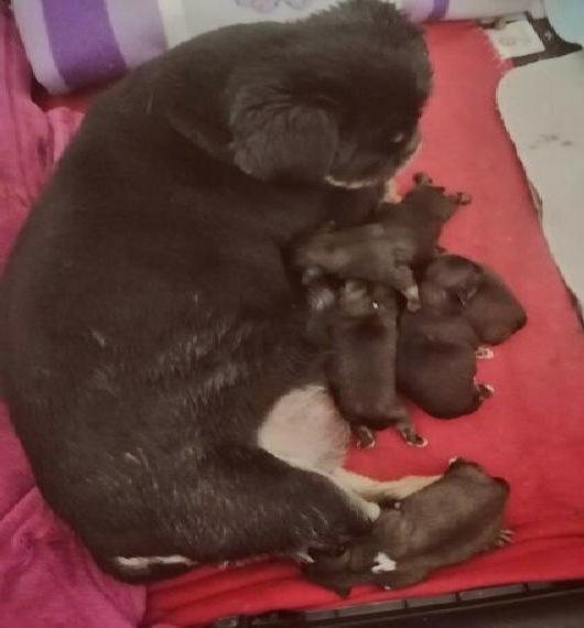 Zwergpikinesen zu verkaufen