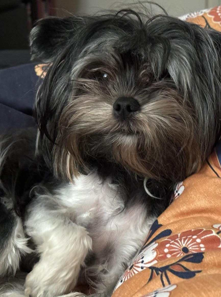 1-jährige Yorkshire Terrier sucht liebevolles zuhause ab sofort