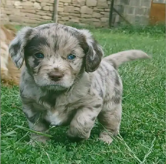 Einzigartige mini, mini Verpaarung F1 - Labrador und Toypudel in schoko merle