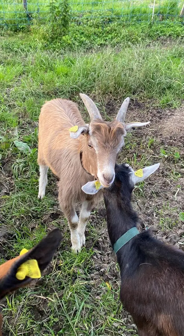 Schöner Toggenburger Ziegenbock zu verkaufen