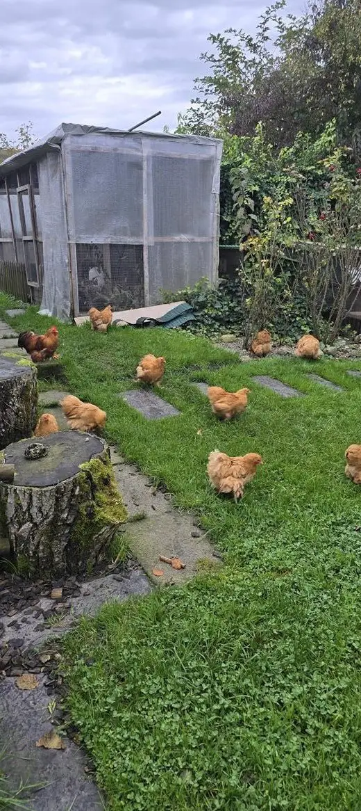 Zwerg Cochin Hennen, gelb zu verkaufen
