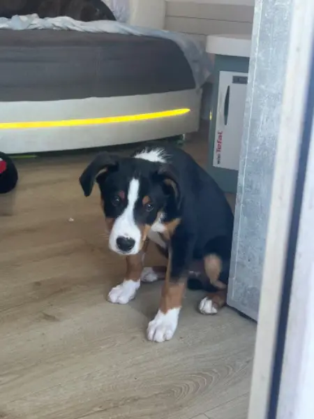 Wunderschöner Appenzeller Bläss zu verkaufen