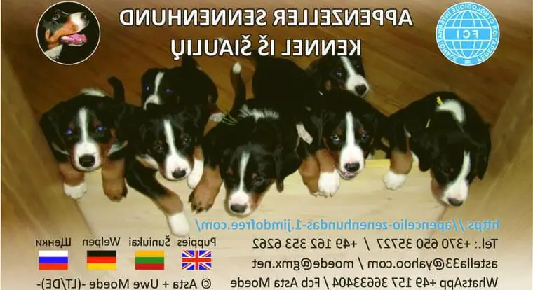 Reinrassige Appenzeller Sennenhunde