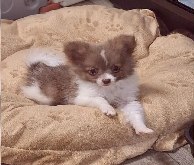 3 Pomchi Welpen in seltenen Farben