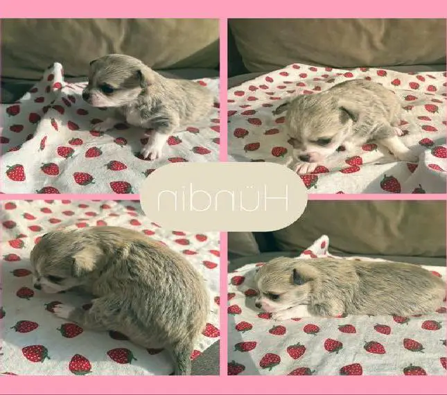 Super süsse pomchi welpen