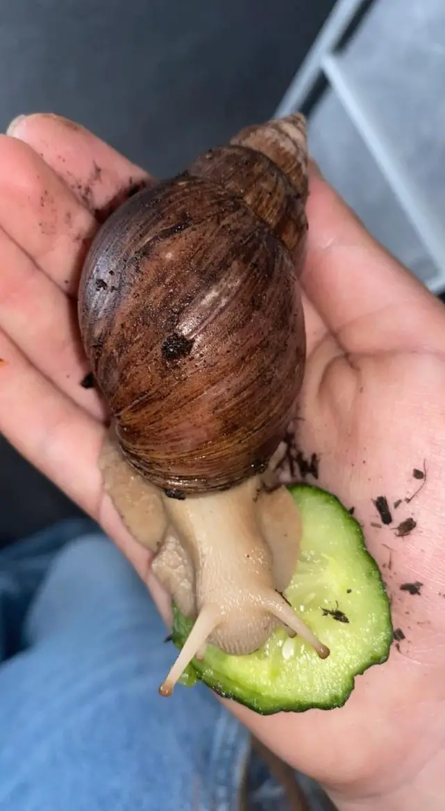 Achatschnecken, Lissachatina Fulica zu verkaufen