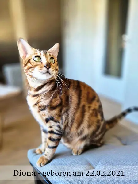 2 Erwachsene Bengal Mädchen (6j & 3j)