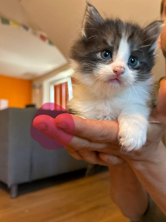 Norwegische Waldkatzen Kitten