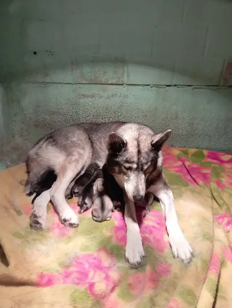 Sibirien Husky x Weiser Schäfer Welpen