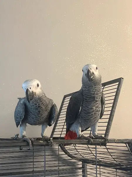 Graupapagei handzahm paar