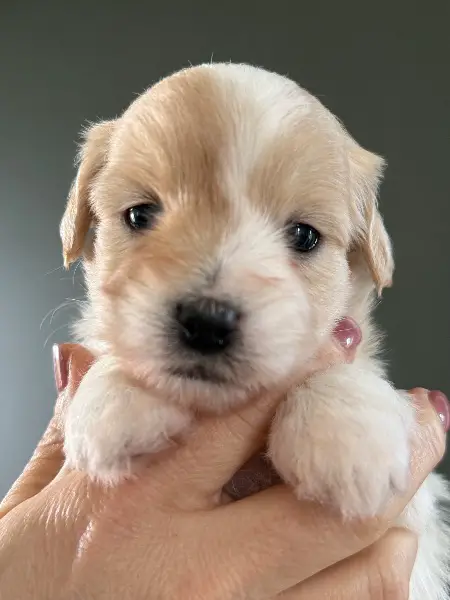 Exclusive Coton de Tulear Welpen