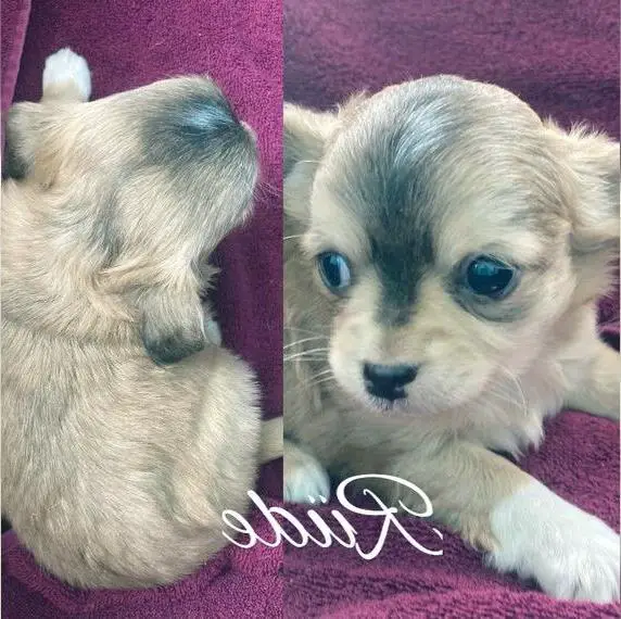 Langhaar Chihuahua Welpen verschiedene Farben vom Urtyp