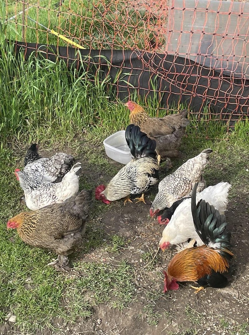 Hühner Truppe sucht netten Platz