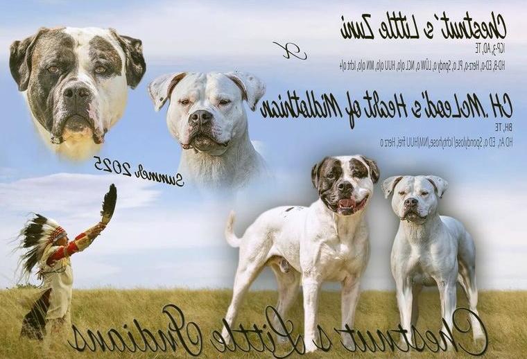 American Bulldog Welpen