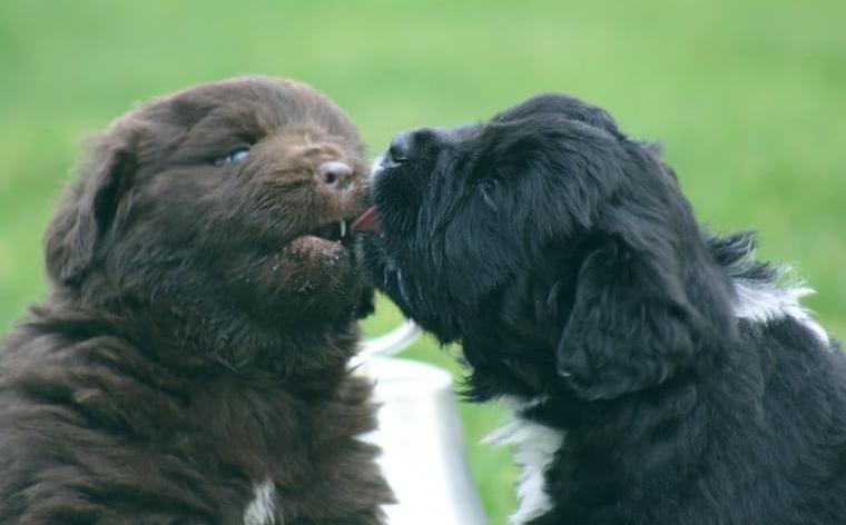 Neufundländerwelpen