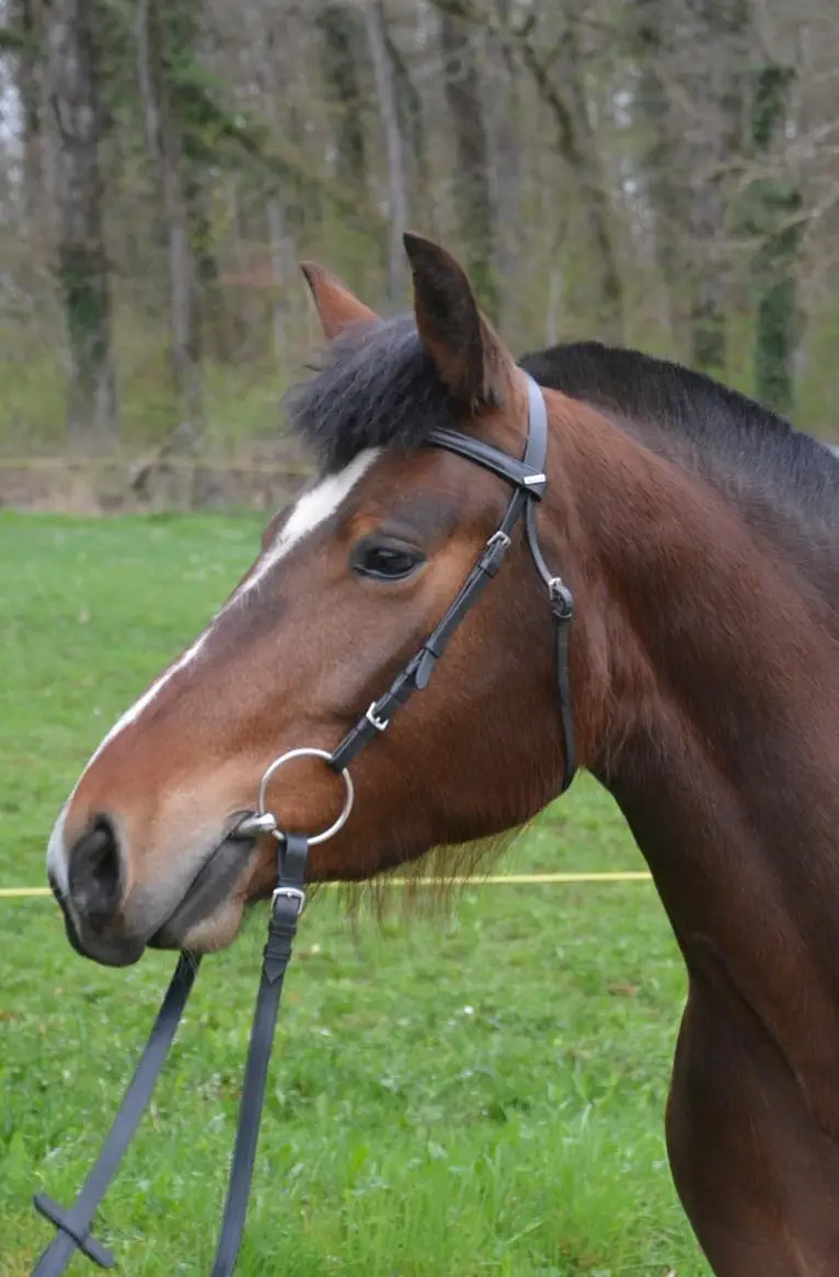 Freiberger Stute Nania v. Fürberg, 3-jährig zu verkaufen