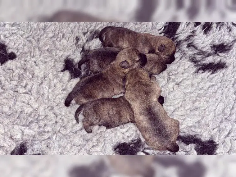 Cairn Terrier Welpen aus KFT / VDH Zucht