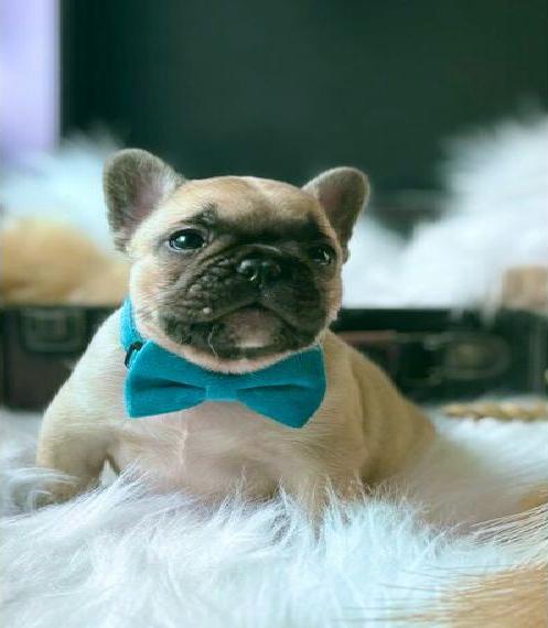 Französische Bulldoggen - Aussergewöhnlich schöne Welpen mit Ahnentafel - abzugeben