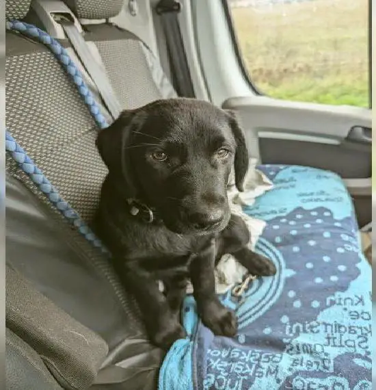 Aussiedor (Australien Shepard x Labrador) Junghund sucht endlich seine Familie