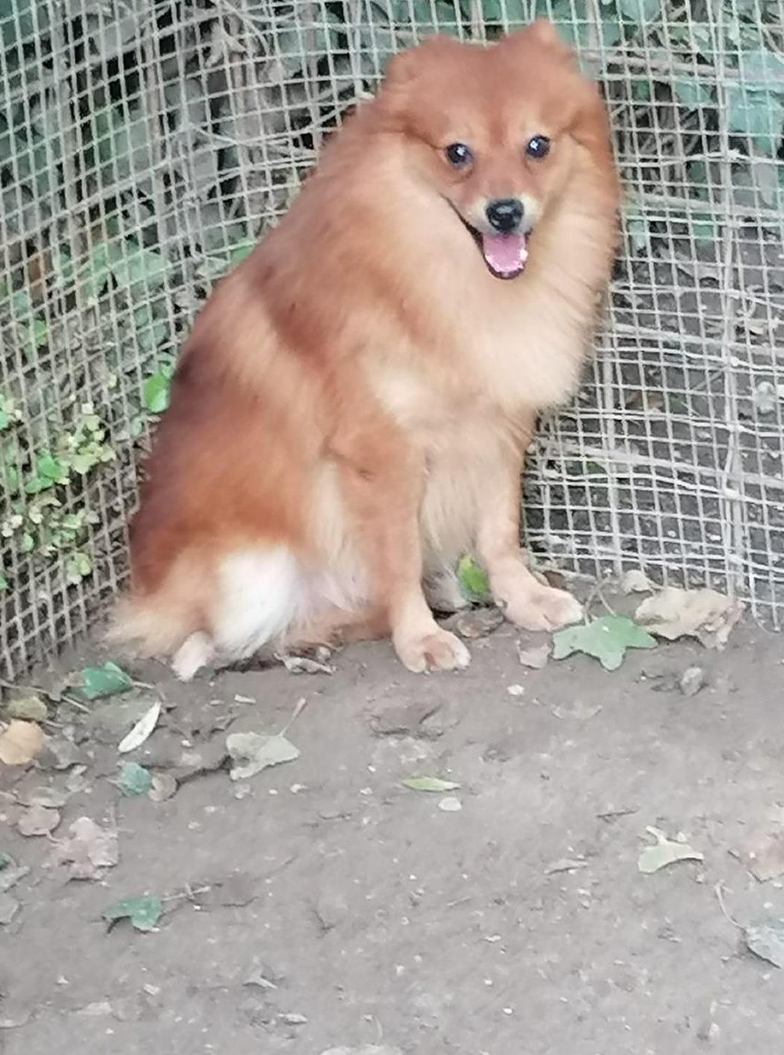 Zwergspitz im Canile sucht ein Zuhause