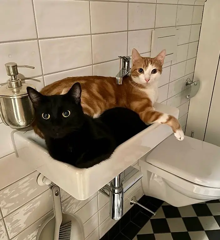 Dringend, NotfallSuper liebe Kater Zuhause gesucht