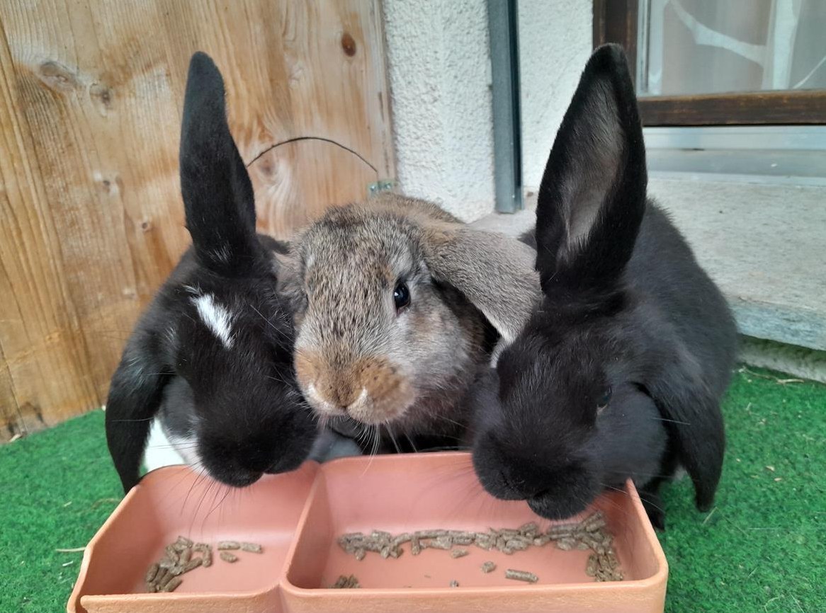 Französisch Widder Kaninchen zu verkaufen