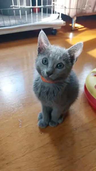 Reinrassige Russisch Blau 3