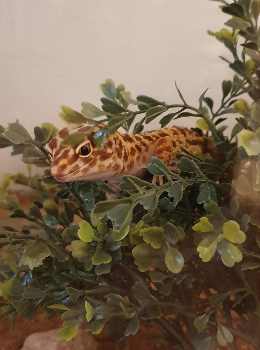 Leopardgecko Weibchen sucht neues Zuhause
