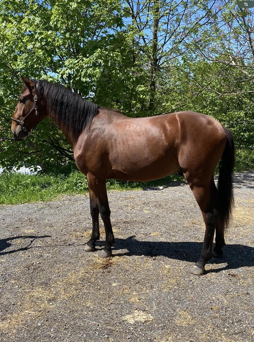 2-jähriger Lusitano Hengst zu verkaufen