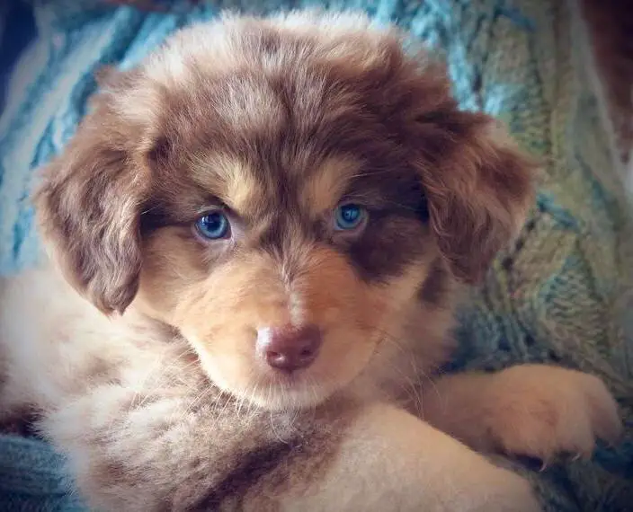 Golden Aussie Welpen mit Papieren für Familien und Therapie