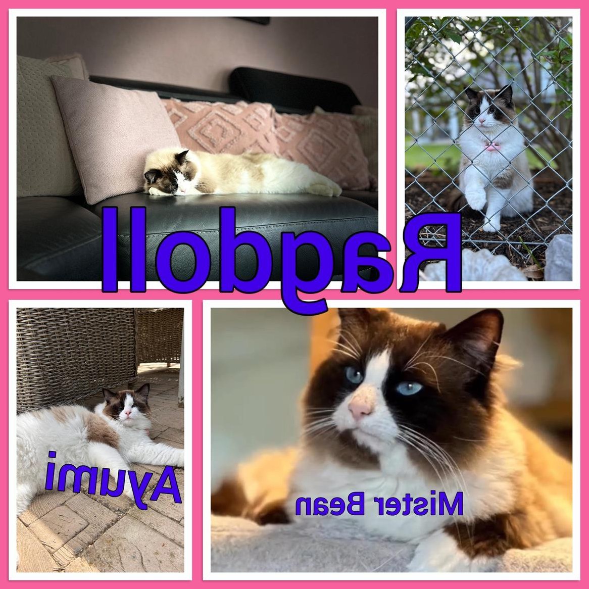 Wurfankündigung Ragdoll Katzenbabys