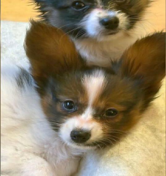 Helix Boy - Papillon Welpe