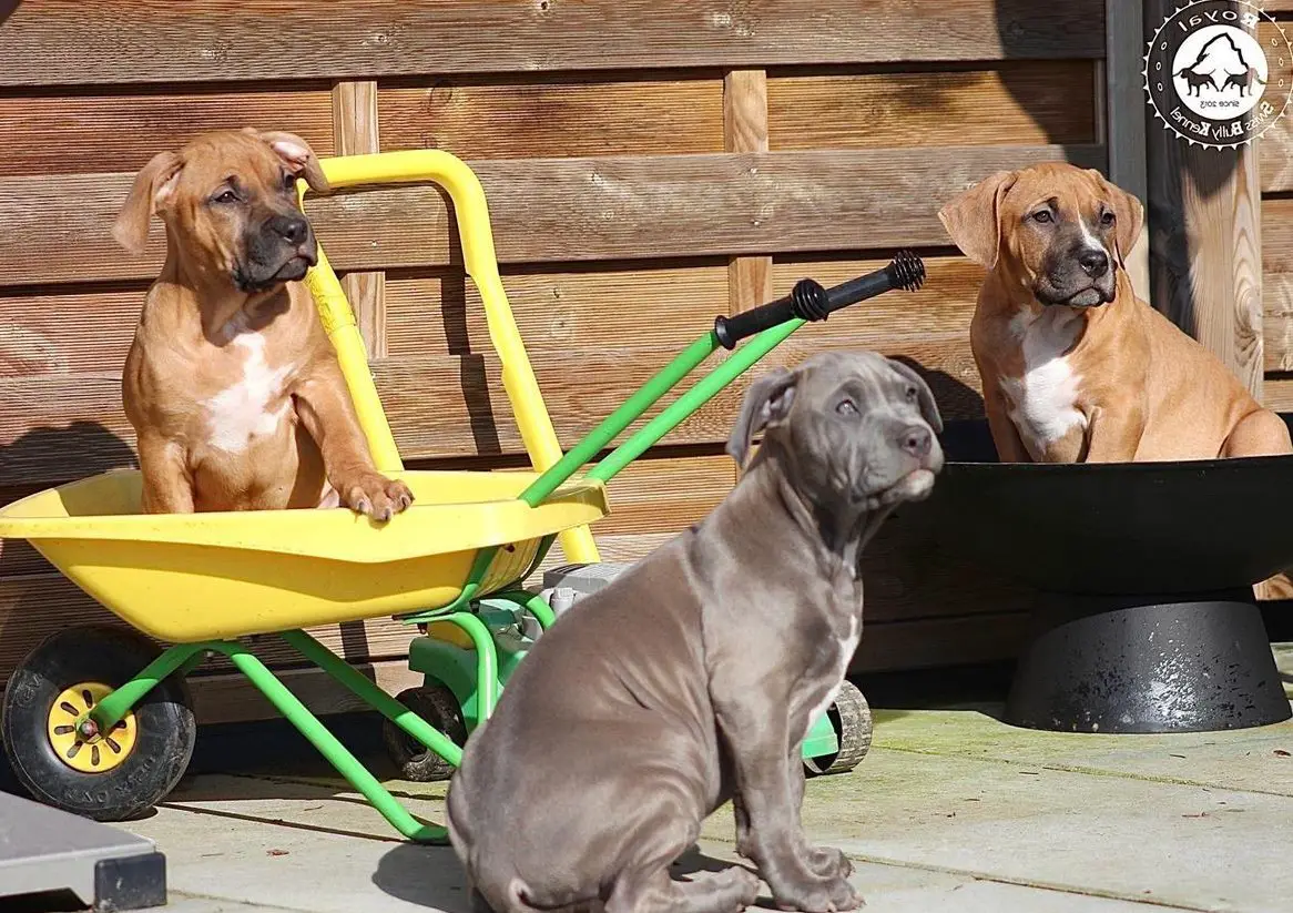 American Bully Welpen aus bewilligter CH-Zucht