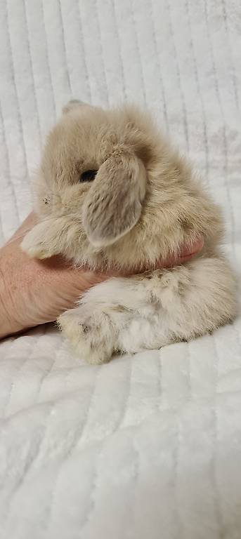 Coniglio nano minilop taglia piccolissima occhi blu