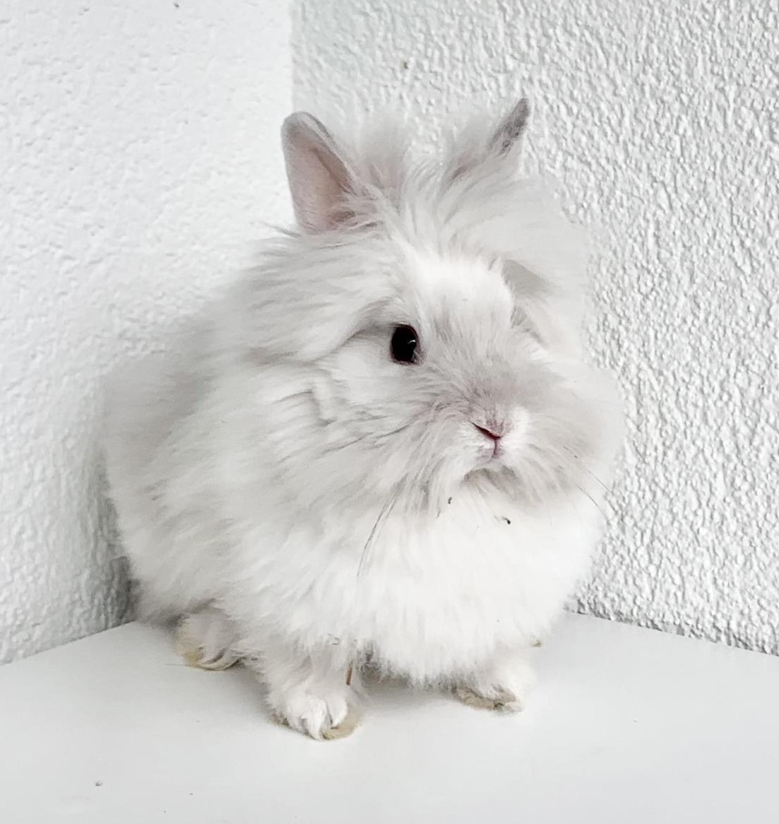 Junges Teddyzwerg-Mädchen, Zwergkaninchen