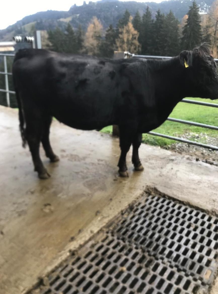 Rind Angus hornlos zu verkaufen