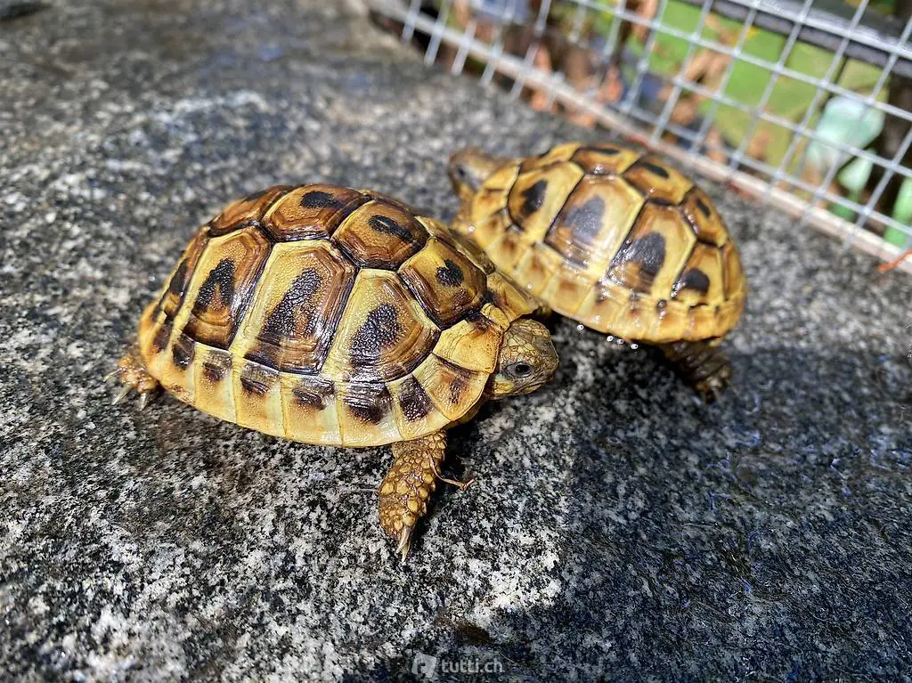 Tartarughe Hermanni Hermanni e Marginate sarde
