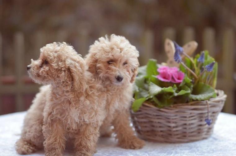 Wir sind bereit...2 wundervolle Zwergpudelmädchen suchen den allerbesten Freund für"s Leben...