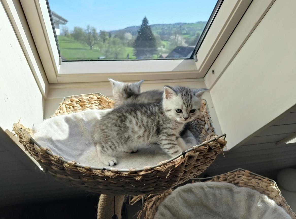 BKH/BLH Kitten (m/w)