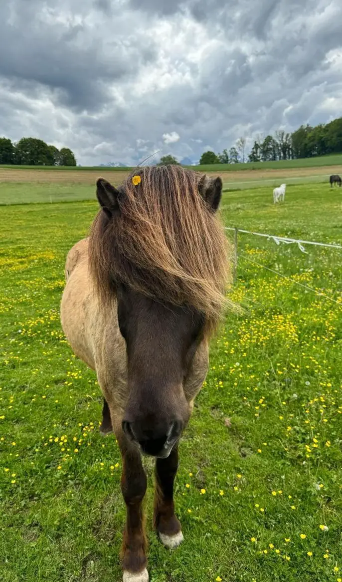 Traumhafter Isländer Wallach mit viel Tölt