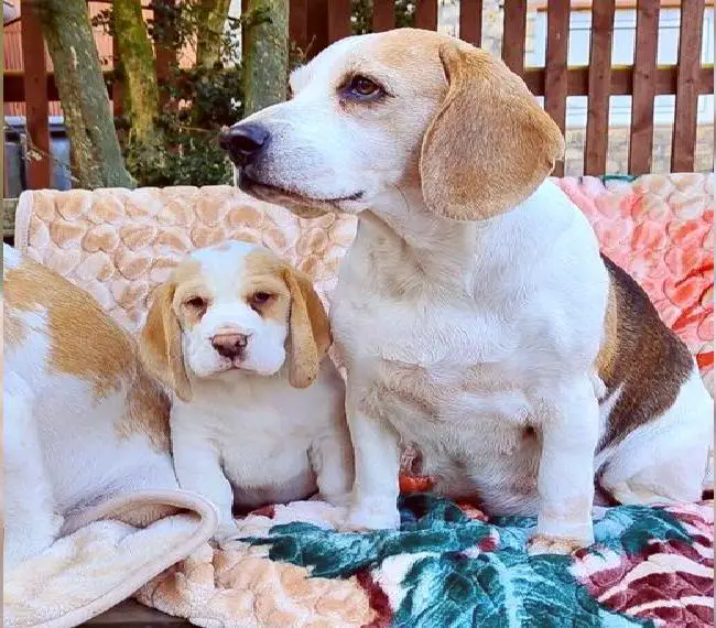 Reinrassige Beagle Welpen aus Vereinszucht