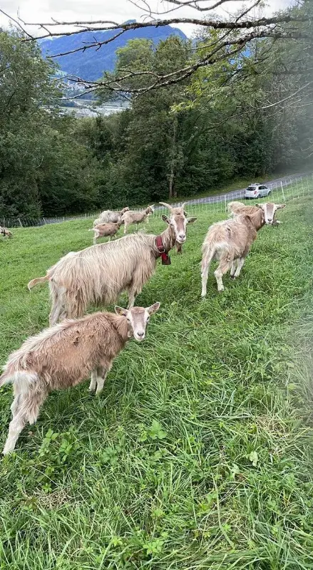 Toggenburgerziege mit zwei Gitzi
