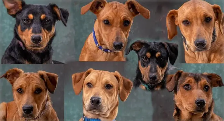 Ciana und ihre Schwestern, 5 Mischlingswelpen auf einen Streich