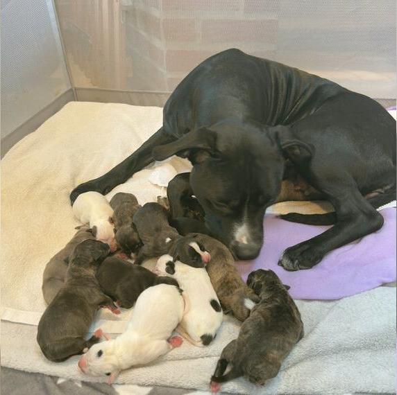 Amstaff Pitbull Steffordshire Welpen