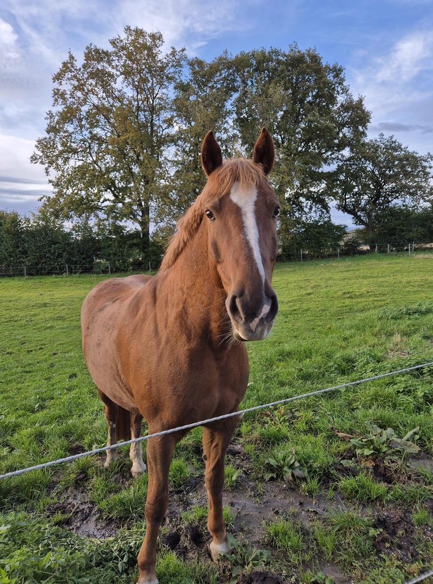 Biete Reitbeteiligung auf Freiberger Wallach