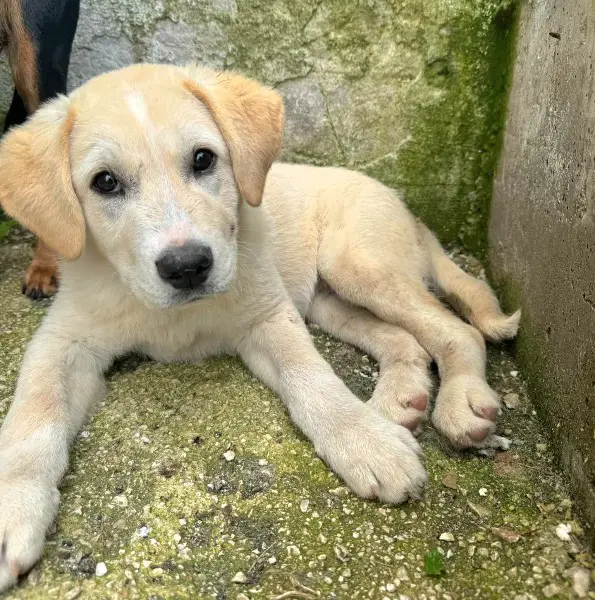 Whity: Mischlingsrüde, ca. 1 Jahr, z.zt. in Griechenland